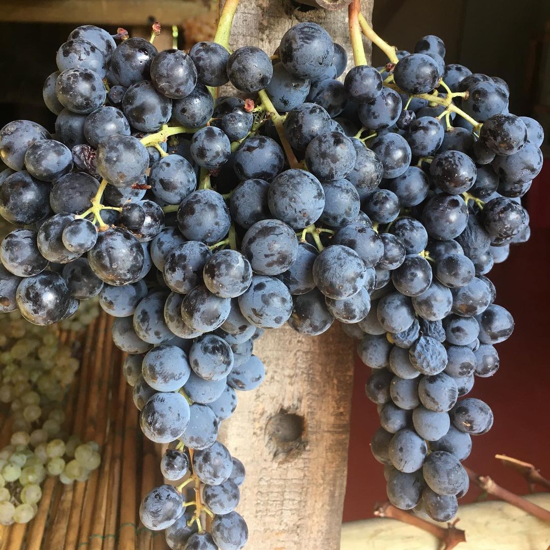 Pacina Rosso Toscana | Pacina | Tuscany | Italy | Rosenthal Wine