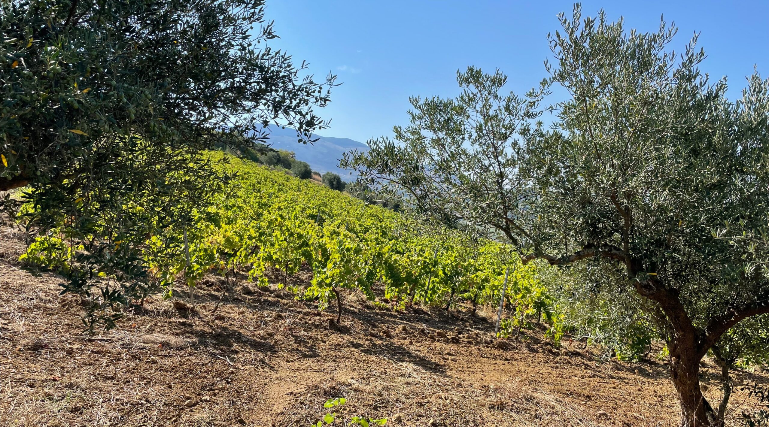 Brutto Vino Frizzante Bianco | Aldo Viola | Sicily | Italy